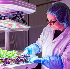 Growpura is set to create a hydroponic farm, training and demonstration facility in Bedford, UK
