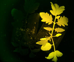 Regular tomato (left) and Innertomato (right) under insect attack stress. The InnerTomato fluoresces in response to an attack while the regular tomato is dark.