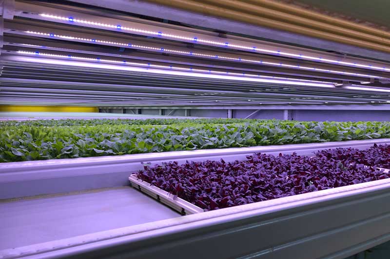 “We are excited to continue our global roll-out and bring better tasting, highly nutritious asian greens, salads and herbs to the people of Singapore,” added Dr. Henner Schwarz, CEO of &ever, which launched its first indoor farm in Kuwait earlier this year.