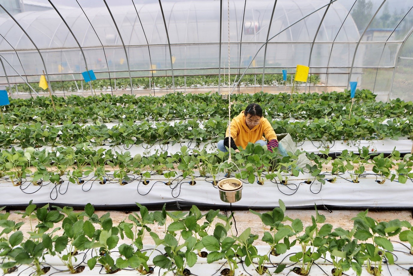 A member of the traditional farming teams tending to the strawberry beds at the Smart Agriculture Competition. (Source: Pinduoduo)
