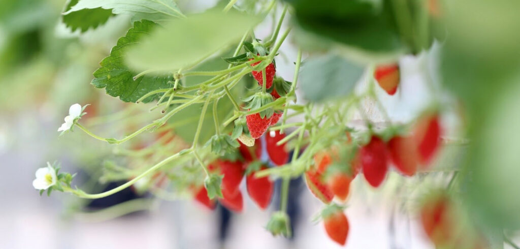 Close-up shot of strawberries grown in automated greenhouses at the Smart Agriculture Competition (Source: Pinduoduo)