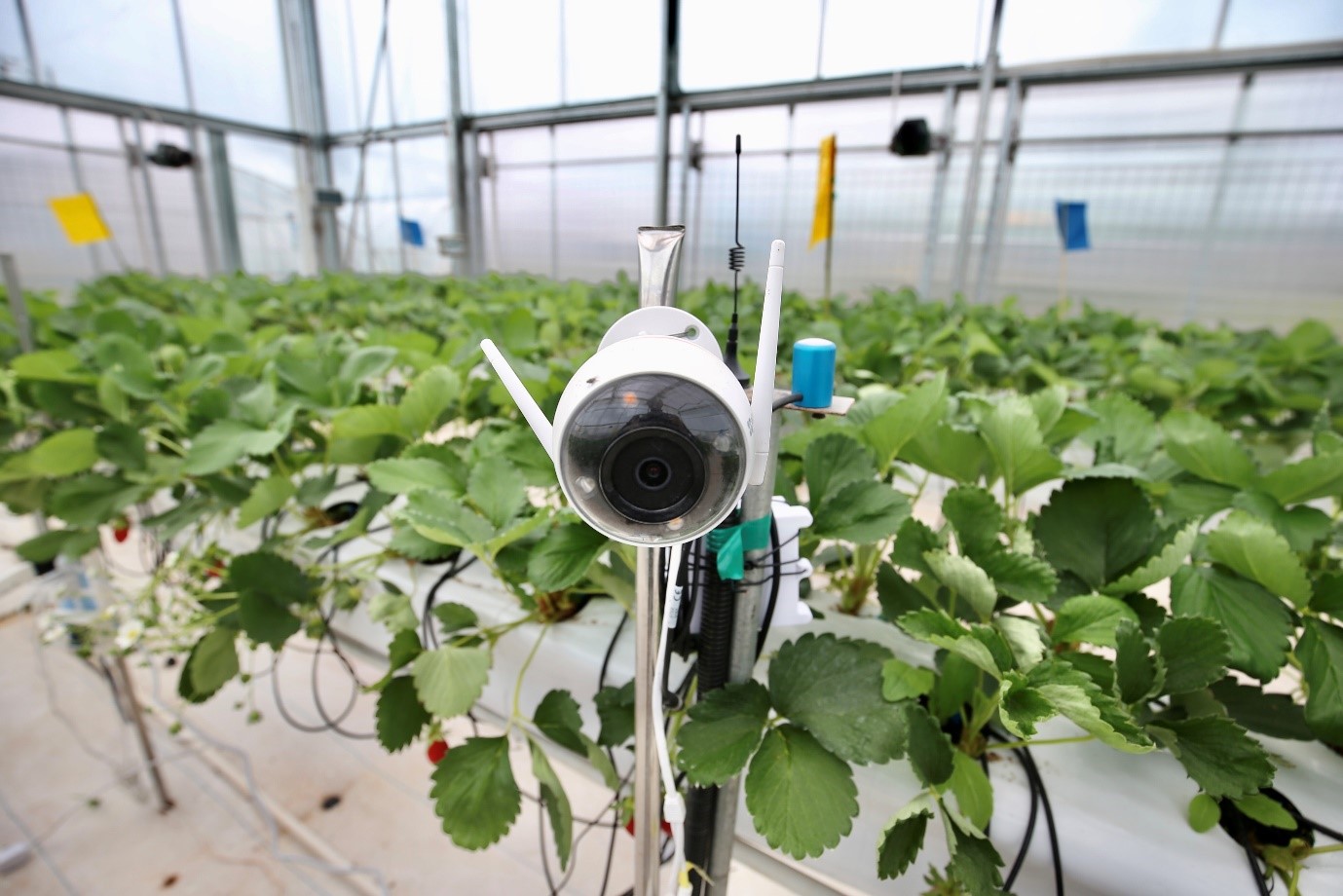 Sensors deployed in the greenhouse to monitor plant growth at the Smart Agriculture Competition (Source: Pinduoduo)