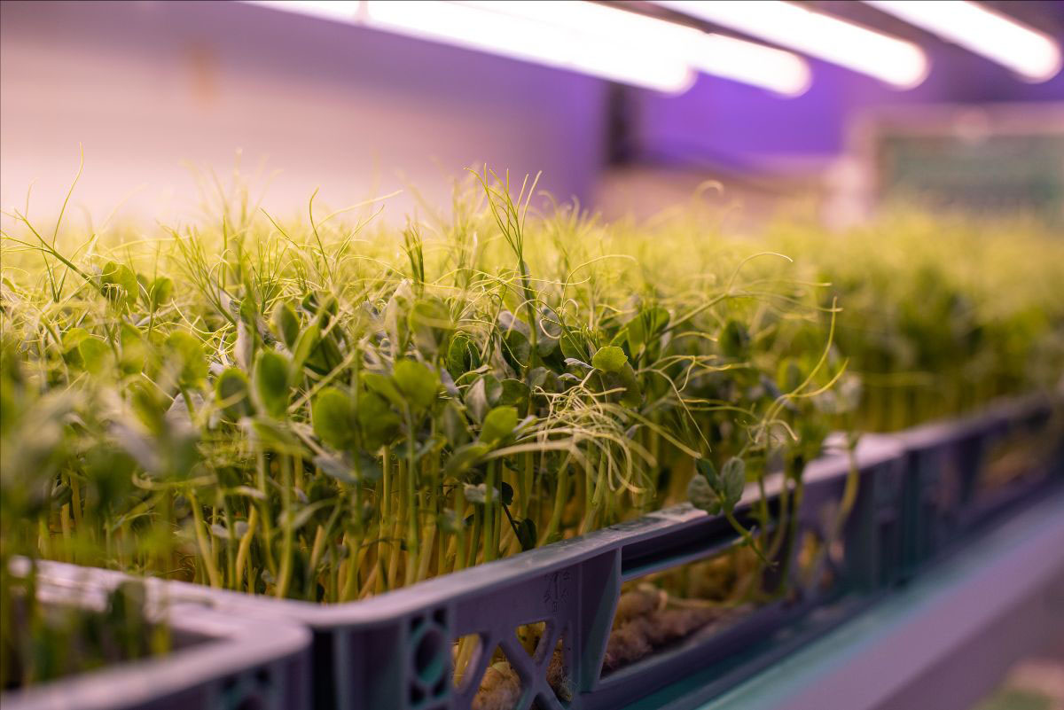 While the technologies can grow a wide range of crops, the trial will focus on growing kale and pea shoots, allowing for two repetitions per crop, per season.