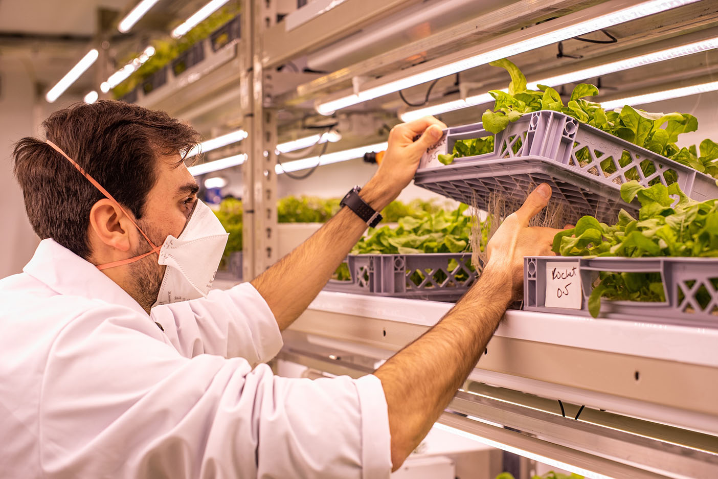 Ricardo Lopes, Research Scientist at LettUs Grow and research lead on the project, checking on plants in the aeroponic vertical farm