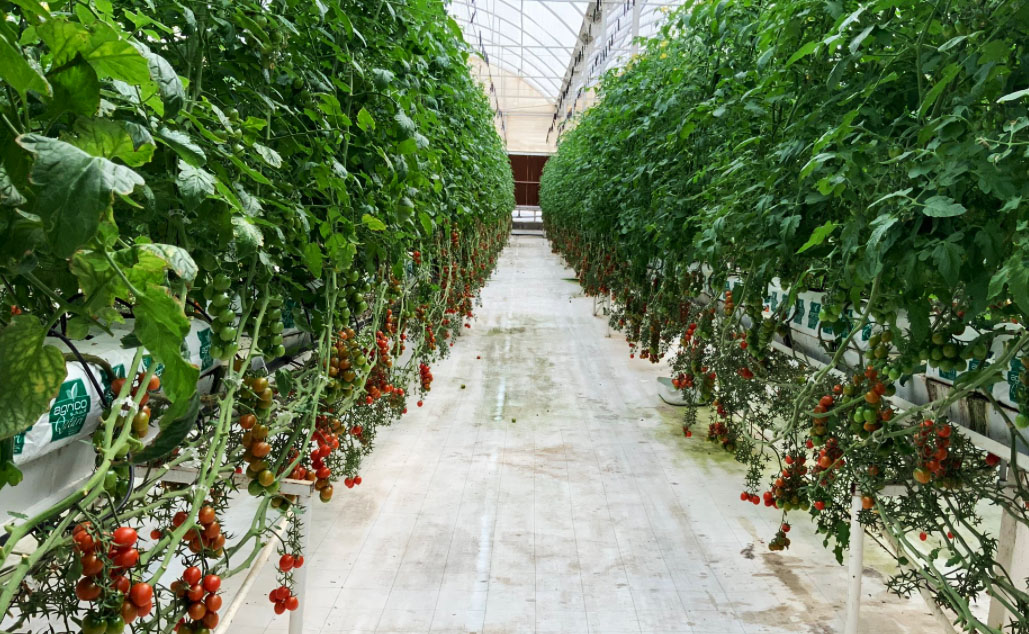 The farm produces more than 10,000 tonnes of produce each year serving over 1,400 supermarkets, restaurants, and cafes in Qatar.