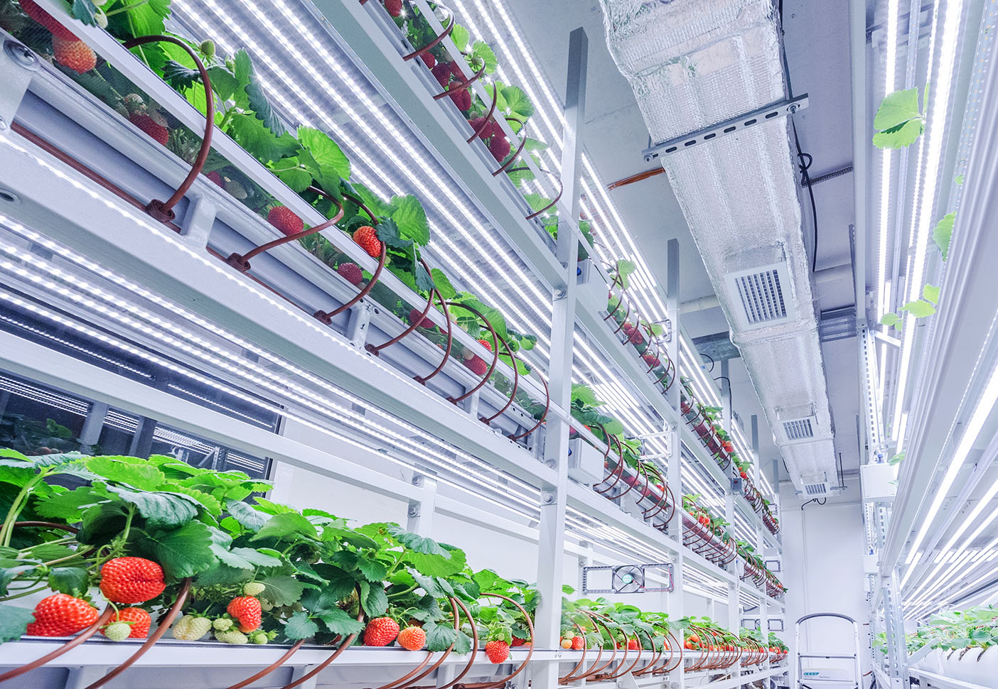 Strawberries grown with iFarm vertical farming technology