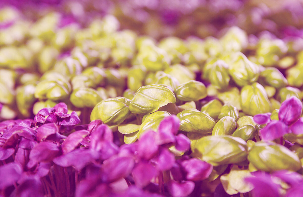 Fischer Farms building world’s largest vertical farm in UK Vertical