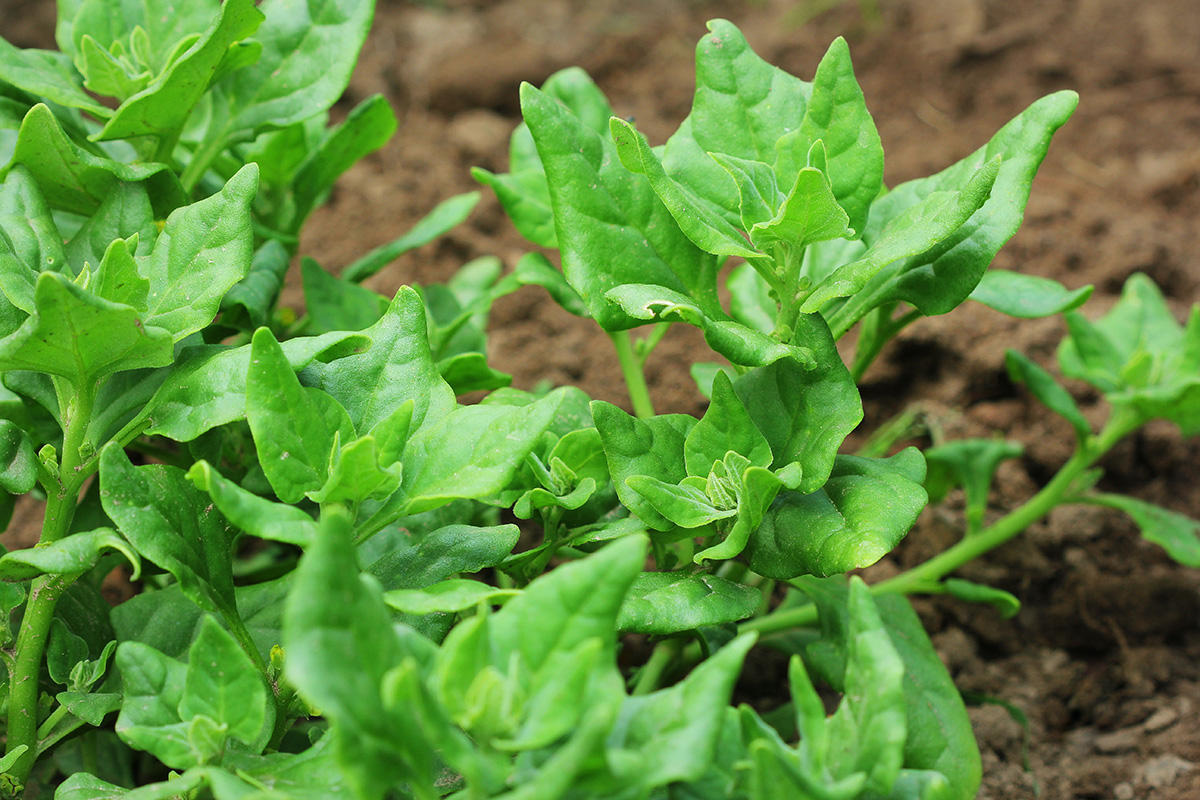Warrigal (Tetragonia tetragonioides) spinach alternative