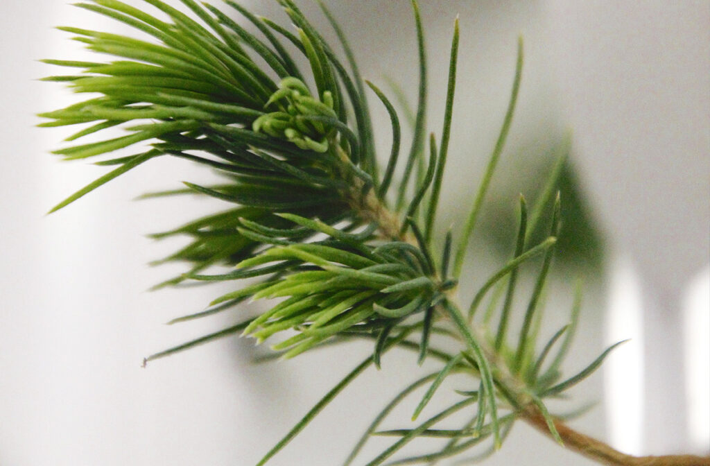 The Vertical Hydroponic Farm rehabilitating forests - Blue Spruce seedling