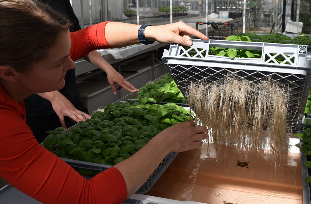 Ultrasonic aeroponic vs. hydroponic irrigation trials begin