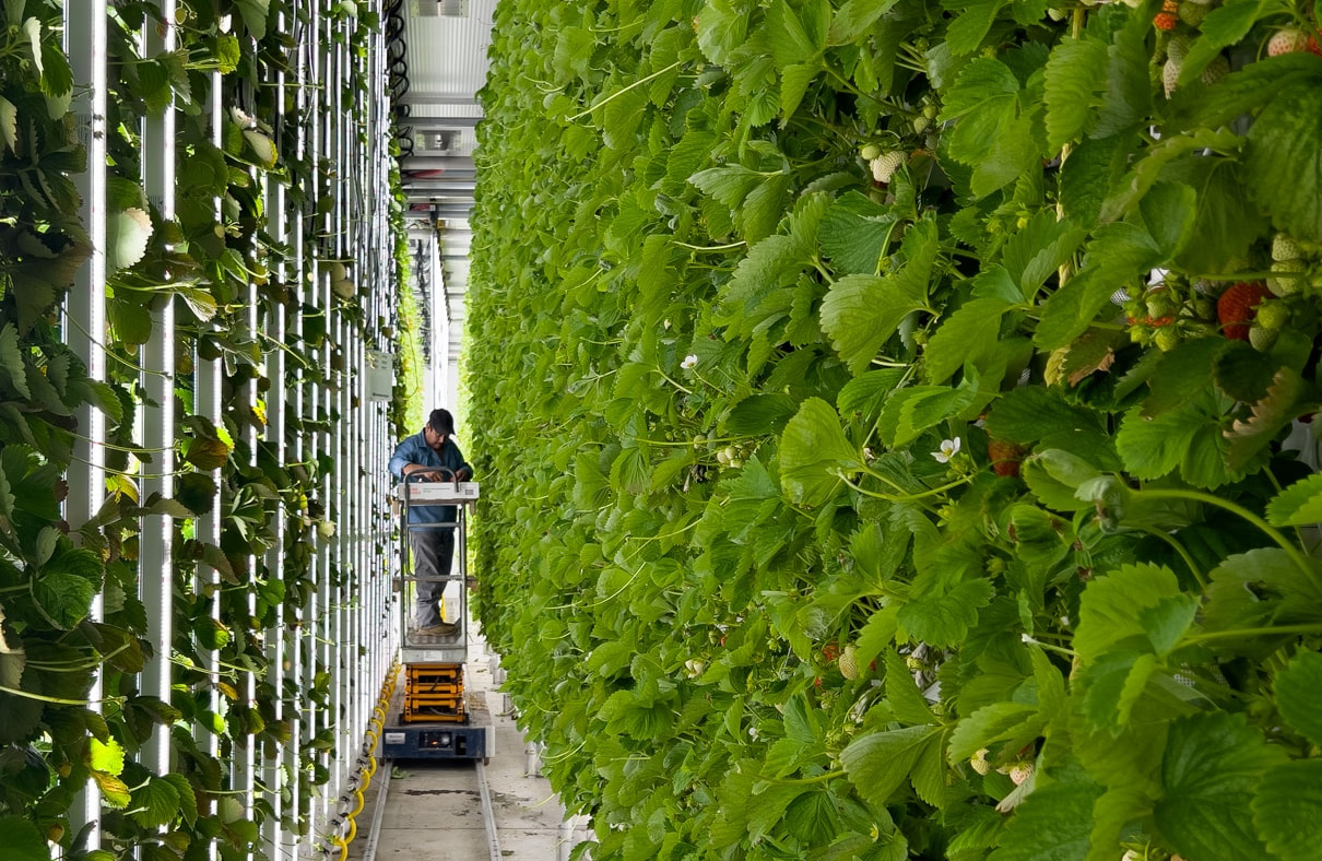 $46 million - Winter Farm says thank you ‘berry’ much