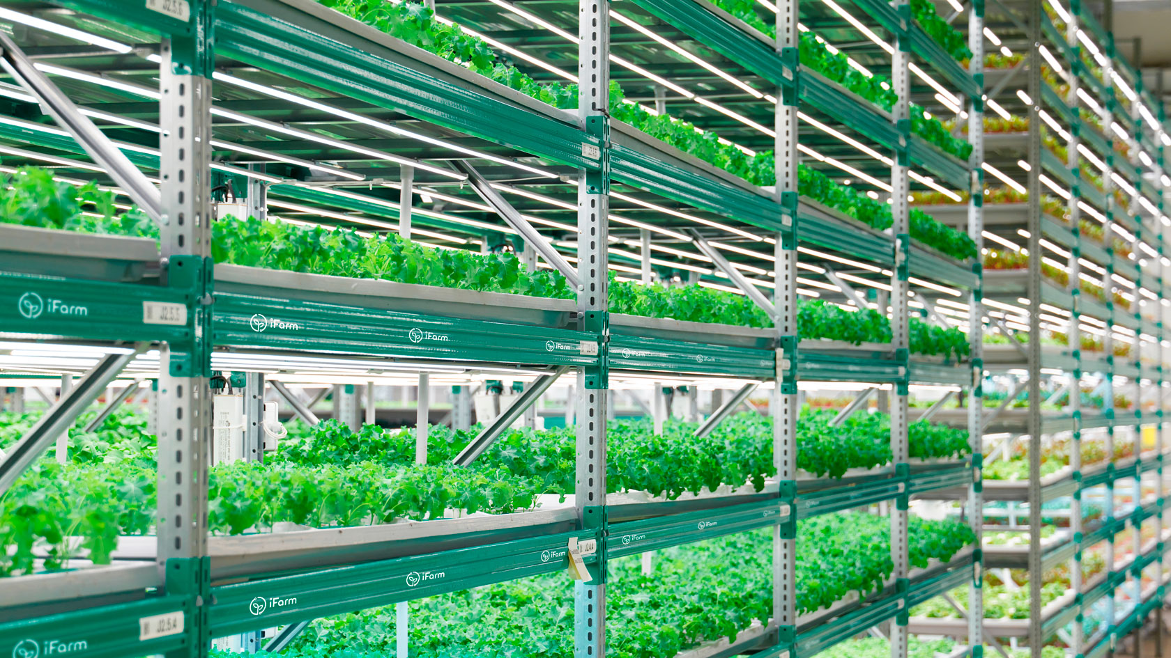 Growing racks at iFarm 