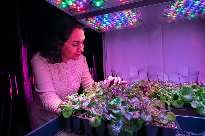 Fatemeh Sheibani, a PhD candidate in horticulture and landscape architecture, examines lettuce plants in a controlled environment chamber using LED lighting. Sheibani’s research focuses on finding the best strategy for using LEDs in vertical farming that will maximize crop yield and decrease production costs associated with lighting.