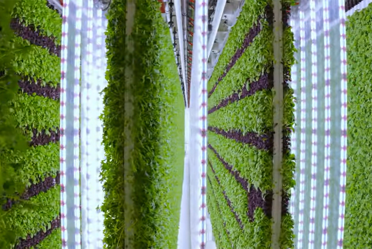 Plenty grows in 3D - on vertical towers nearly two stories high