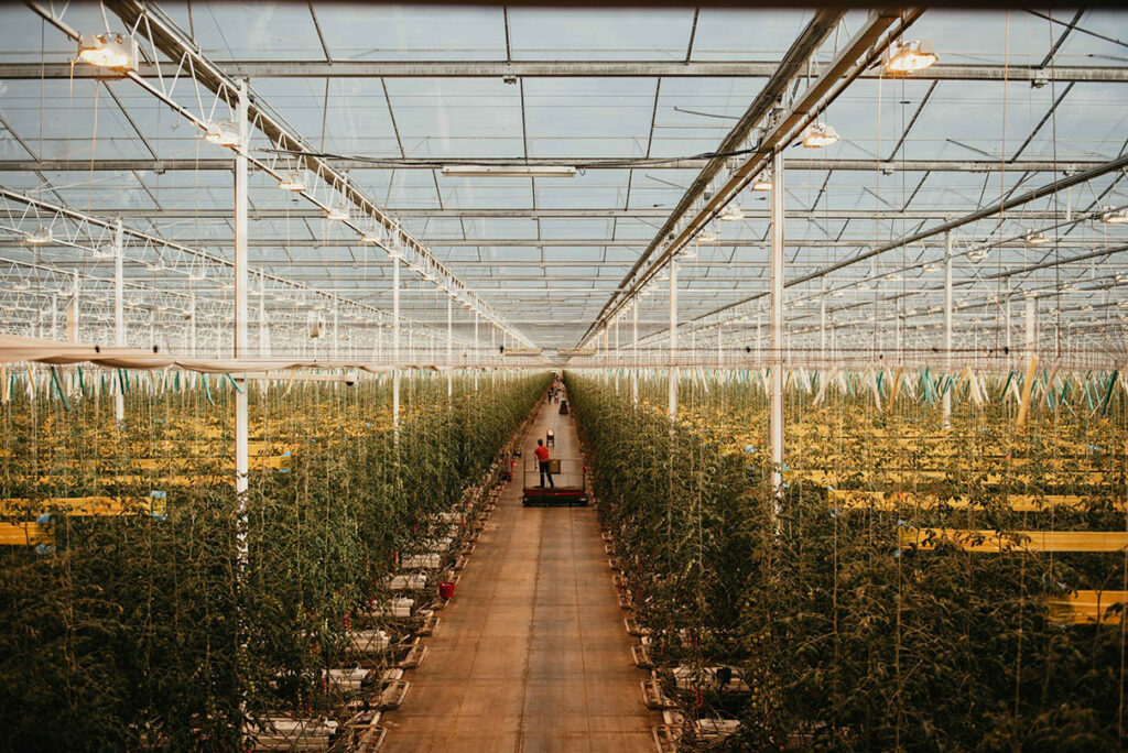 SK networks invests in greenhouse AI start-up Source.ag