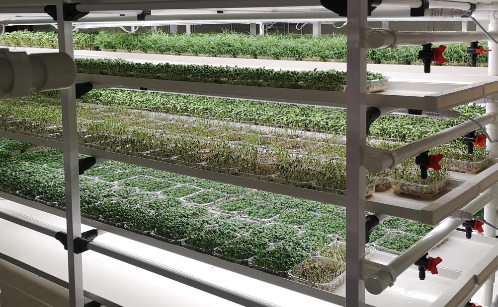 Watercress, radish, broccoli and borage six days after sowing