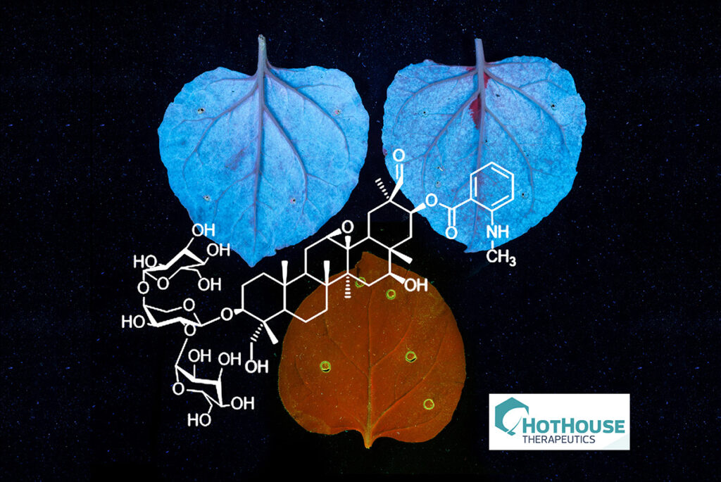 Vertical farming partners sought by HotHouse Therapeutics for pharmaceutical exploration